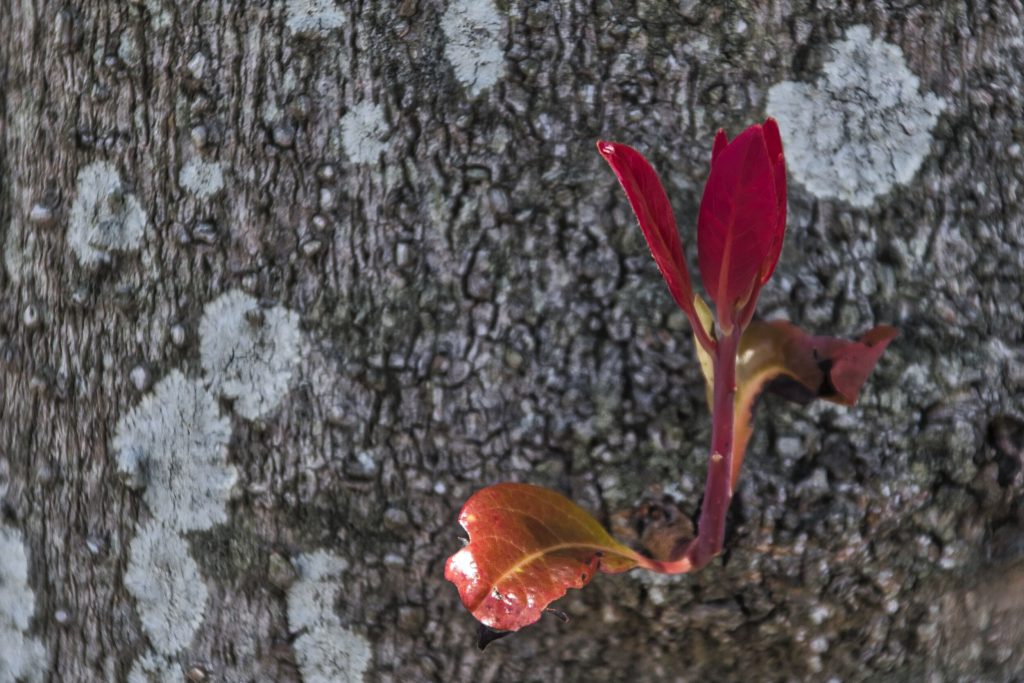 फूल फोटो

NIKON D5500 TAMRON 18-200mm Journey