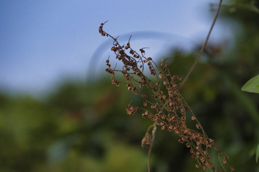 NIKON D5500 TAMRON 18-200mm 旅
