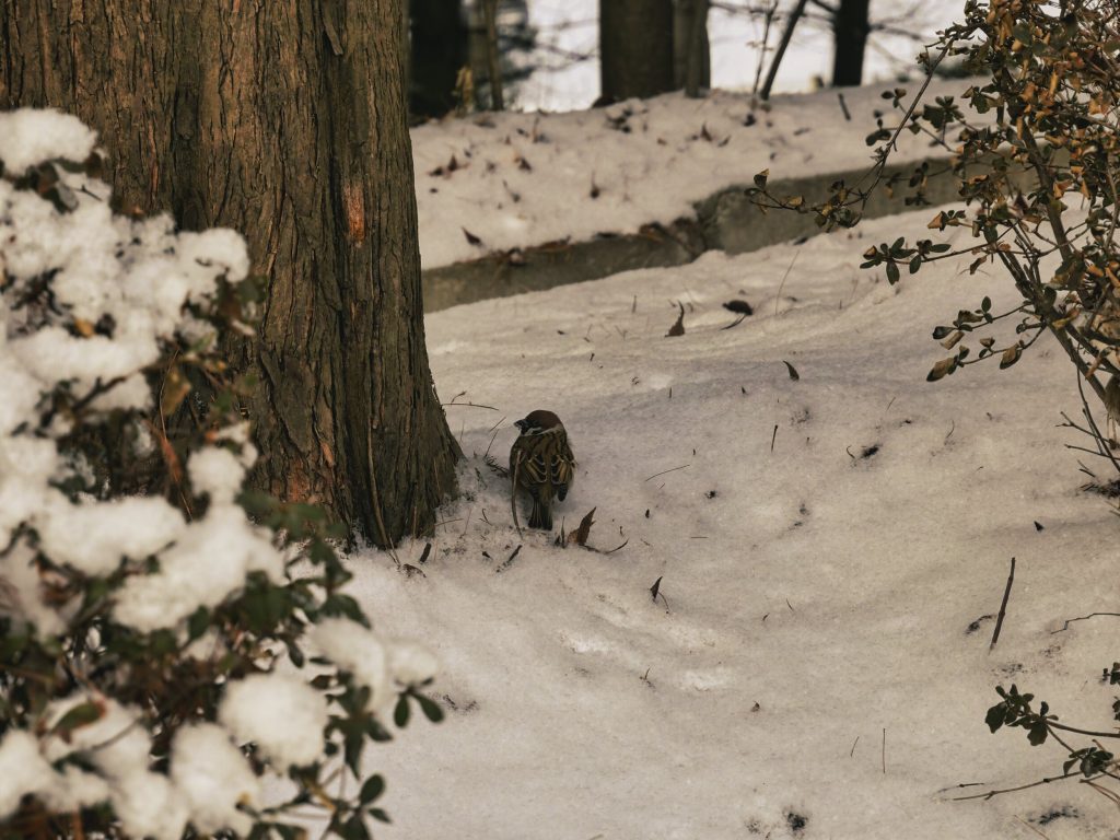 日常写真