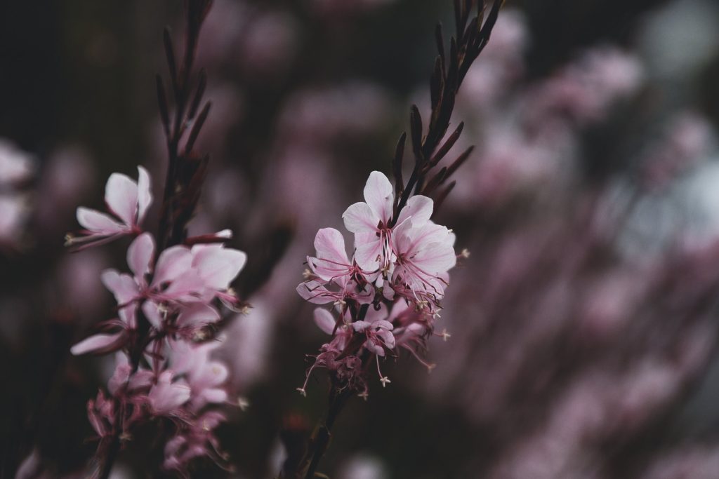 花の写真