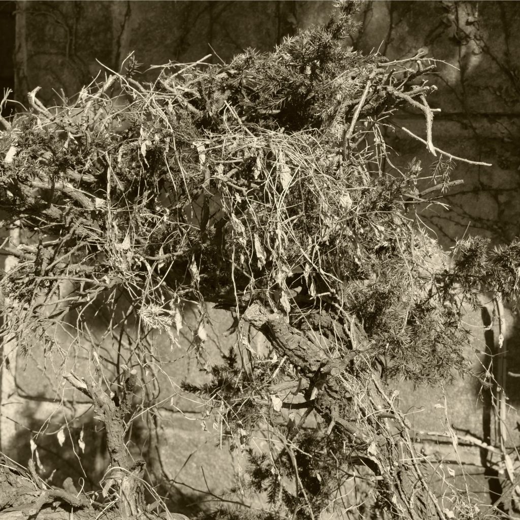 Ảnh đường phố