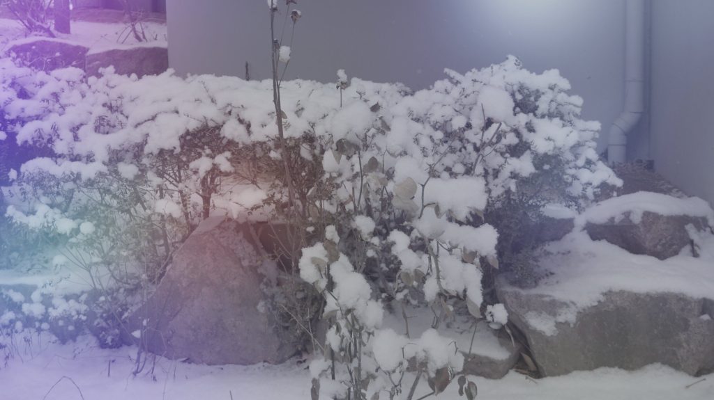 Snow photo