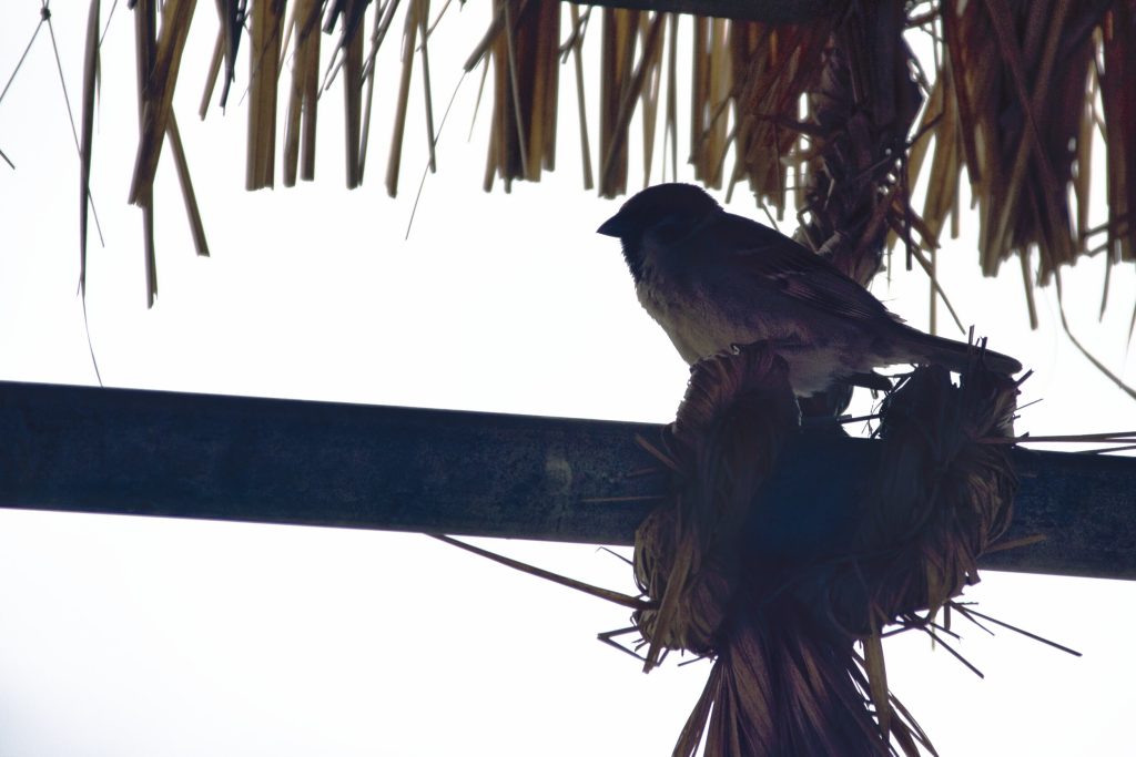Bird photo