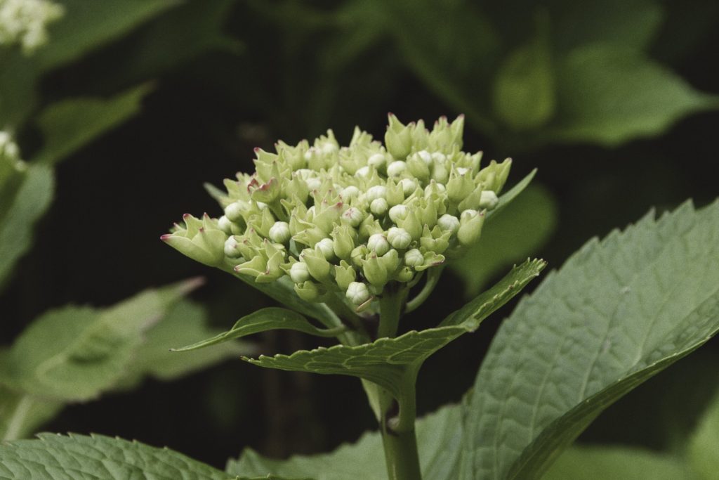 Flower photo