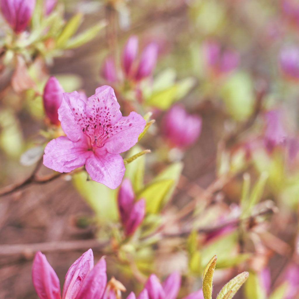 Flower photo