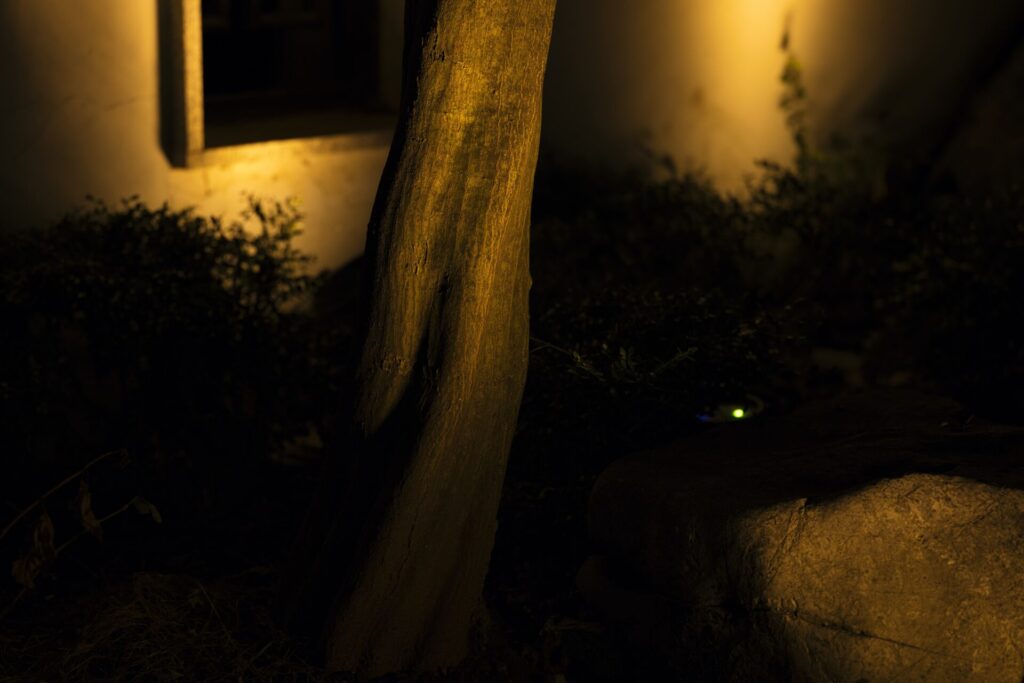 인천 차이나타운에서 촬영한 야간 나무 풍경. 인공 조명 아래 나무 줄기의 질감이 뚜렷하게 드러나며, 옆에는 바위 구조물과 관목이 어우러져 고요하고 신비로운 분위기를 자아낸다. 배경의 흰 벽과 창문, 은은한 빛이 도시 속 정적인 순간을 담아낸다.