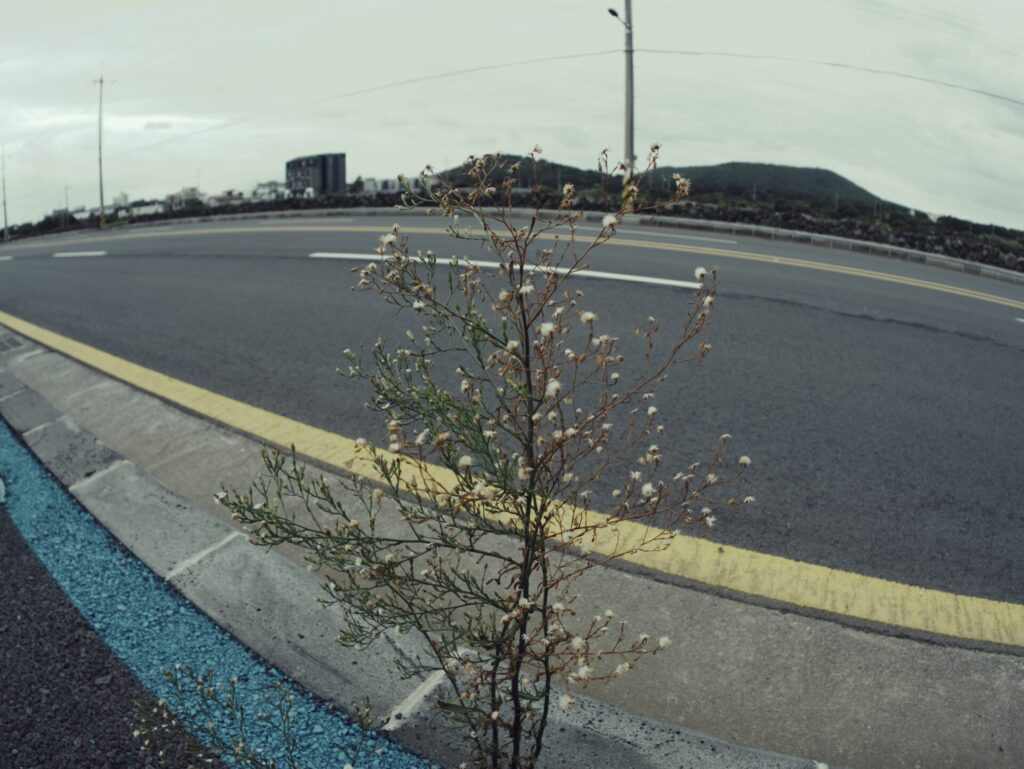 제주도 도로에서 촬영한 거리 풍경. 여러 차선이 있는 도로 가장자리의 틈에서 하얀 꽃을 피운 작은 식물이 자라나며, 도시 인프라 속에서도 생명력이 돋보인다. 배경에는 건물과 전신주, 구름 낀 하늘 아래 언덕이 펼쳐지고, 어안렌즈로 촬영된 왜곡된 시야가 식물의 존재감을 강조하며 자연과 도시의 대비를 보여준다.