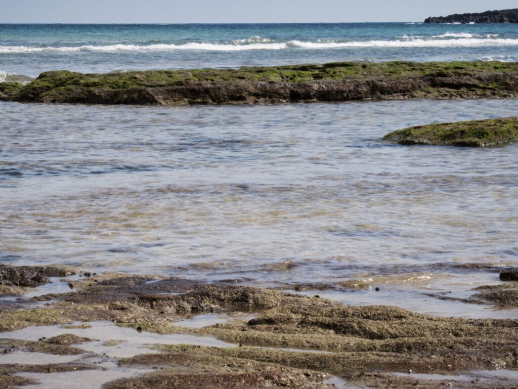 제주도 광치기 해변에서 촬영한 해안 풍경. 얕은 바닷물 사이로 초록빛 해조류가 덮인 바위들이 펼쳐져 있으며, 맑은 물 아래 모래와 암석이 선명하게 보인다. 멀리서 잔잔한 파도가 밀려오고, 해안선은 자연 그대로의 질감을 유지하며 제주도의 독특한 해양 생태계를 보여준다.