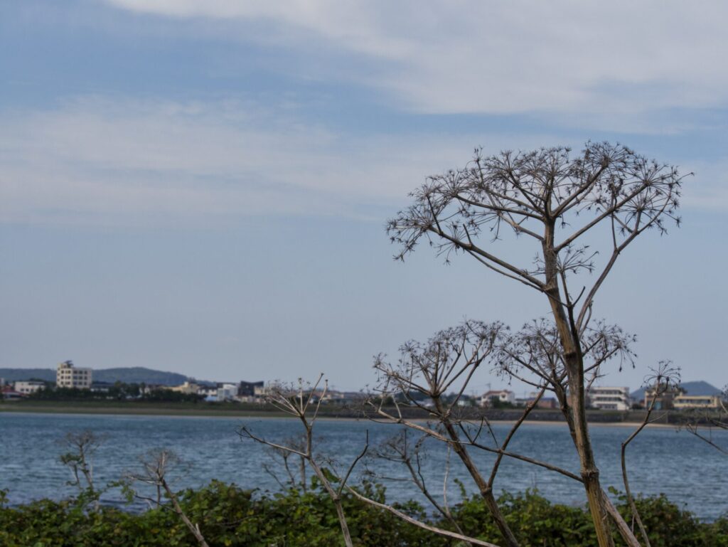 제주도 해변가에서 촬영한 풍경. 앞쪽에는 마른 꽃대를 가진 키 큰 식물이 바다를 향해 뻗어 있으며, 배경에는 잔잔한 바다와 해안가 건물들이 어우러져 자연과 도시가 공존하는 모습을 보여준다. 흐린 하늘 아래 고요한 분위기가 감돌며, 제주도의 여유롭고 서정적인 해안 풍경을 담고 있다.
