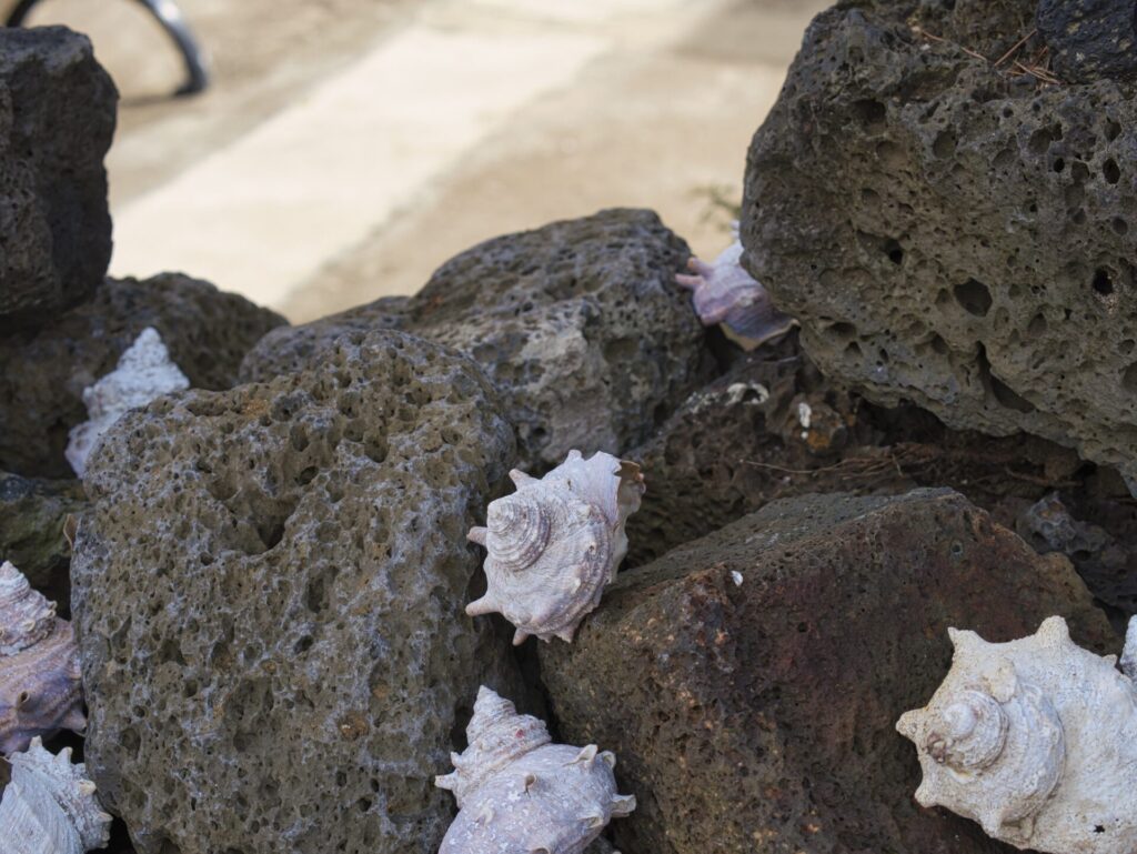 제주도 길가에서 촬영한 전통 돌담 풍경. 거칠고 구멍이 많은 화산암 돌들이 자연스럽게 쌓여 있으며, 그 사이로 소라 껍데기와 조개가 함께 놓여 있어 바다와 땅의 조화를 느낄 수 있다. 어두운 돌과 밝은 조개의 대비가 시각적으로 인상적이며, 제주 특유의 자연과 생활의 흔적을 담아낸다.