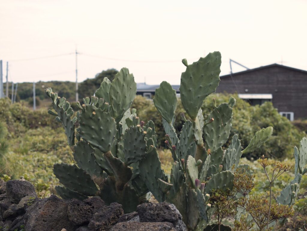 제주도 길가에서 촬영한 선인장 군락. 넓고 납작한 초록색 줄기와 작은 가시들이 돋보이며, 일부에는 열매가 맺혀 있다. 배경에는 어두운 목조 건물과 전신주가 보이고, 주변의 돌담과 다양한 식물들이 어우러져 제주도의 자연과 생활 공간이 조화를 이루는 모습을 보여준다.