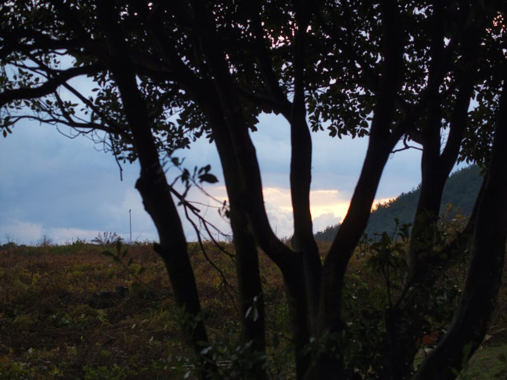 제주도 자연 속에서 일몰 무렵, 나무 줄기와 가지들이 실루엣처럼 드러나며 붉게 물든 하늘과 어우러진 풍경. 멀리 언덕과 들판이 부드러운 빛 속에 잠기고, 구름 사이로 퍼지는 따스한 햇살이 고요하고 서정적인 분위기를 자아낸다.