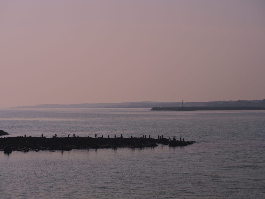 제주도 해변에서 일몰 무렵, 바위 위에 앉아 휴식을 취하는 새들의 평화로운 모습. 분홍빛과 보랏빛이 어우러진 하늘이 잔잔한 바다에 반사되며 고요한 분위기를 자아낸다. 멀리 수평선 너머로 등대처럼 보이는 구조물이 풍경에 깊이를 더한다.