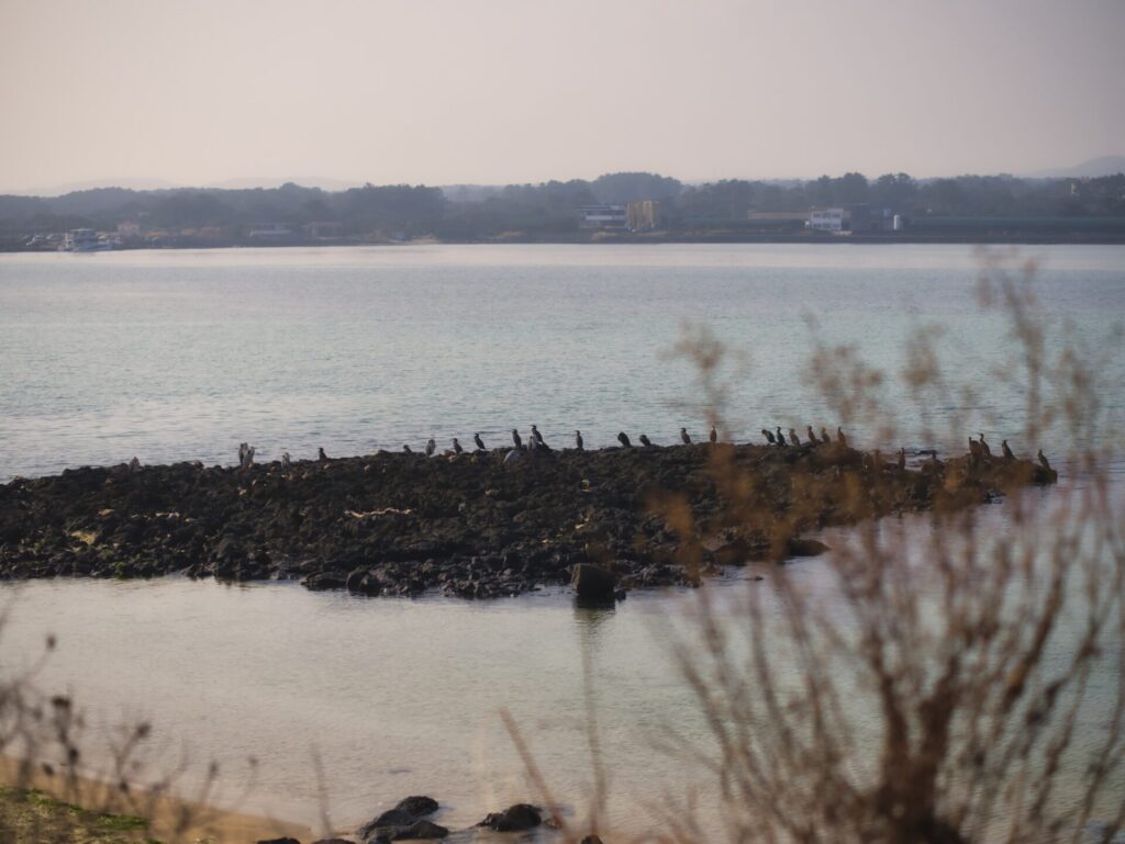 맑은 낮 시간, 제주도 해변가의 바위 방파제 위에서 휴식을 취하는 새들의 모습. 고요한 바다와 멀리 보이는 건물과 나무들이 어우러져 자연과 도시가 조화를 이루는 풍경을 담고 있다. 앞쪽의 마른 풀들이 화면에 깊이를 더하며 평화롭고 여유로운 분위기를 자아낸다.