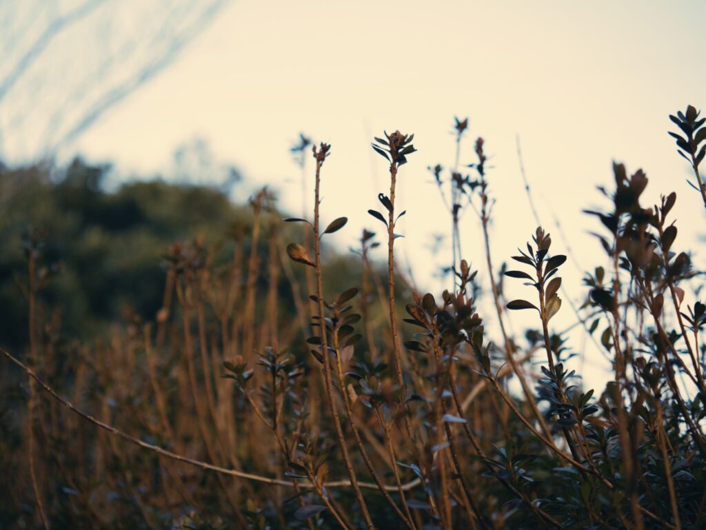 제주도 길가에서 촬영한 자연 풍경. 가느다란 줄기와 작은 잎을 가진 식물들이 하늘을 향해 자라며, 배경에는 울창한 숲과 흐릿한 하늘이 어우러져 고요하고 따뜻한 분위기를 자아낸다. 부드러운 빛 속에서 식물의 실루엣이 돋보이며, 제주도의 자연미와 생명력을 담아낸 장면이다.