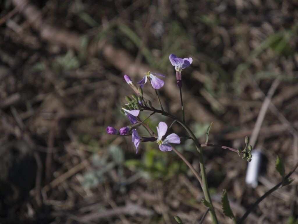 건조한 들판 위에 피어난 지칭개나리 꽃. 보라색과 흰색이 어우러진 네 개의 꽃잎이 가느다란 초록 줄기 끝에 모여 있으며, 일부 꽃봉오리는 아직 피지 않아 생명의 흐름을 느끼게 한다. 배경의 마른 풀과 흙이 꽃의 생기와 대비되어 자연의 강인함과 아름다움을 강조한다.